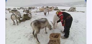 elsewhere - Karigasniemi, Samiland, Finland - Februar 2000